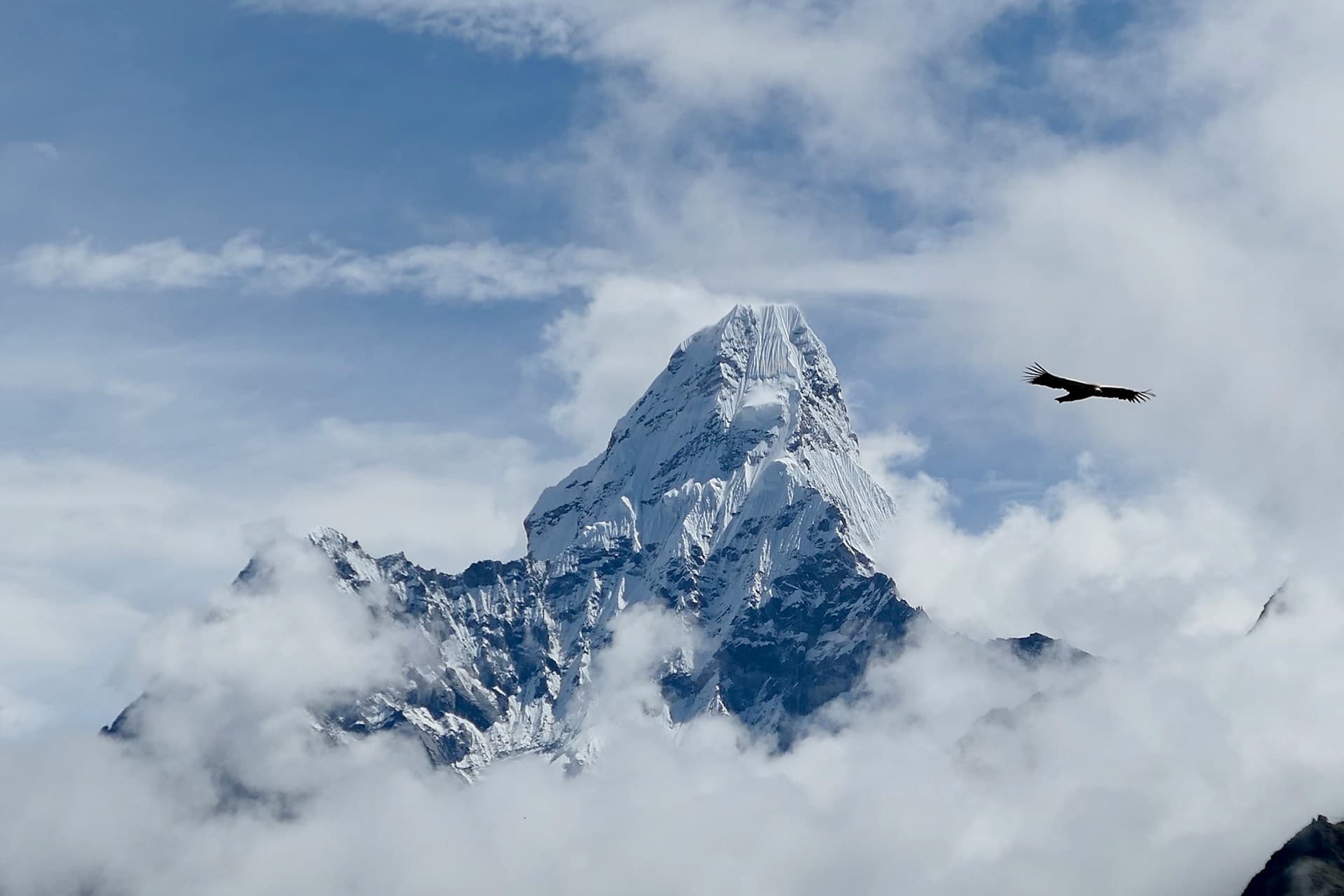 Eagle in mountains